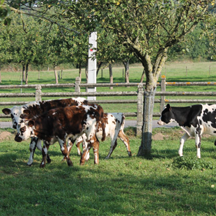 Règles d’accès des bovins à l’extérieur et au pâturage